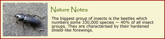 Click to learn more about bugs