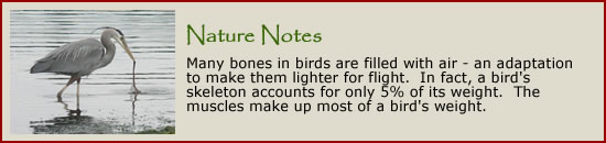 Nature Notes