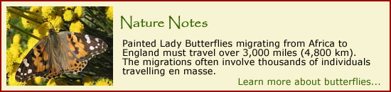 Click for more butterfly pages.