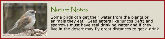 Nature Notes