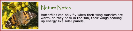 For more butterflies, click here.