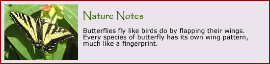 Click here to visit our pages featuring butterflies and moths.