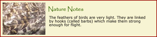 Nature Notes