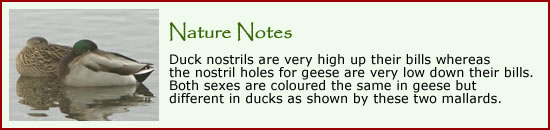Nature Notes