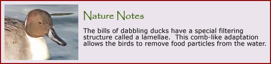 To learn more about dabbling and diving ducks, click here.