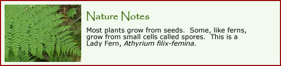 Click here learn more about ferns.