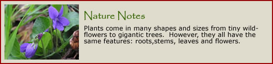 Nature Notes