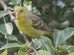 Bird of the Month -  click to visit