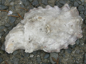 Oyster Shell