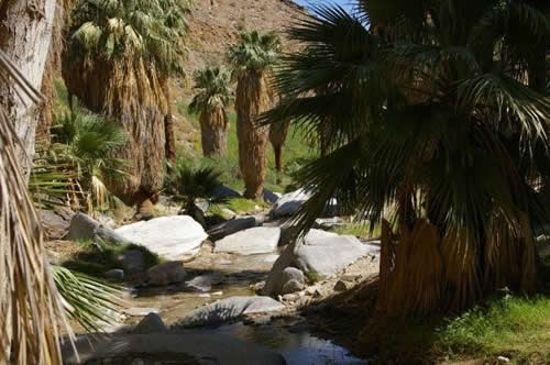 California Fan Palms in Oasis