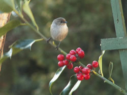 Holly prop with space for bird