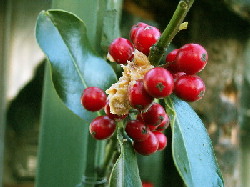 Peanut butter in berries