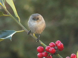 Nuthatch visits