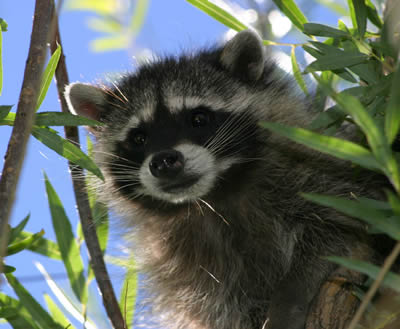 Friendly Racoon