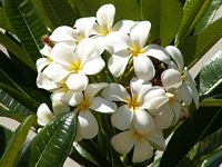 Click to visit the Flowers of Hawaii