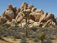 Click to visit Joshua Tree National Park