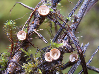 Bird's Nest Fungus