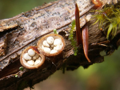 Bird's Nest Fungus