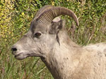 The Bighorn Sheep