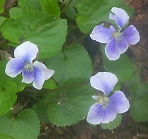 Wood Violet