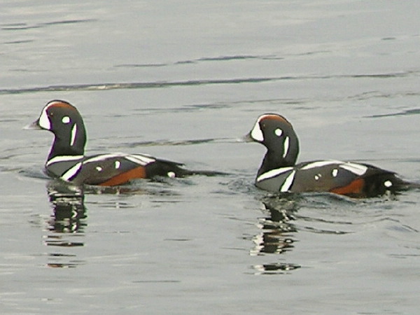 Harlequin