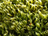 Mosses