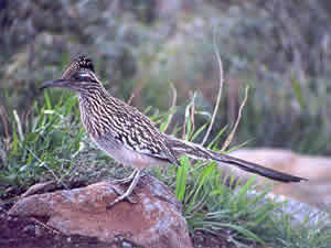 Roadrunner