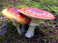 Fungi