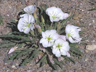Flower of the Month