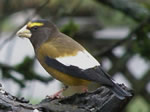 Bird of the Month -  click to visit