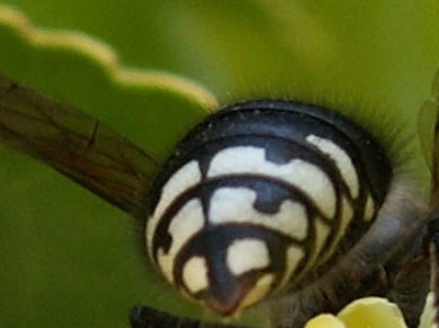 Close-ups In Nature