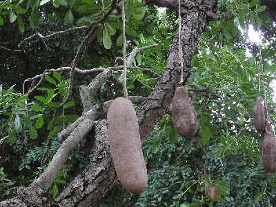 Sausage Tree