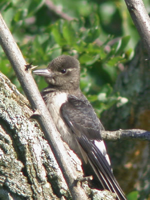 Red-headed Woodpecker - Juvenile