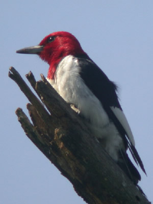 Red Headed Woodpecker