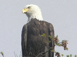 Bald Eagle - Click to visit.