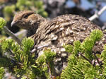 Dusky Grouse - Click to visit.