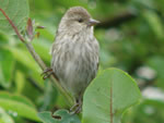 Bird of the Month -  click to visit