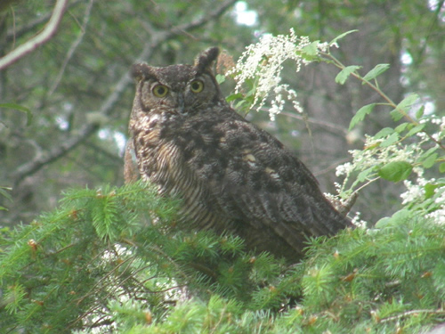 Great Horned Owl