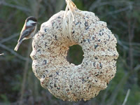 Birdseed Wreath