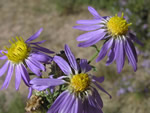 Blue/Purple Wildflowers