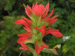 Red Wildflowers