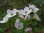 White Wildflowers