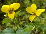 Yellow Wildflowers