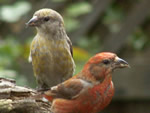 Red Crossbill - Click to visit