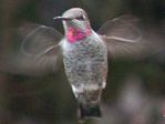 Anna's Hummingbird - Click to visit.