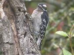 Downy Woodpecker - Click to visit.