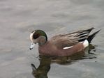 American Wigeon - Click to visit,
