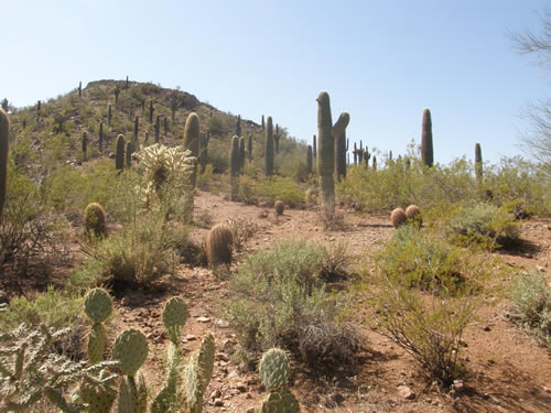 Snippets in Nature image