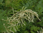 Wildflower of the Month - click to visit