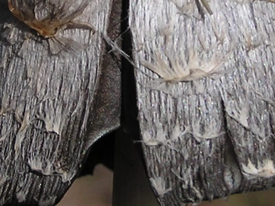 Close-ups In Nature